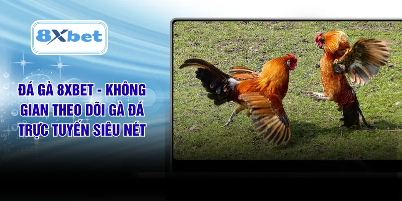 Đá Gà 8XBET - Không Gian Theo Dõi Gà Đá Trực Tuyến Siêu Nét
