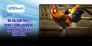 Đá Gà Cựa Sắt - 8XBET Tổng Quan Về Hình Thức Đá Gà Đình Đám
