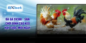 Đá Gà SV388 - Sân Chơi Đỉnh Cao Kèo Hay Cược Mỗi Ngày