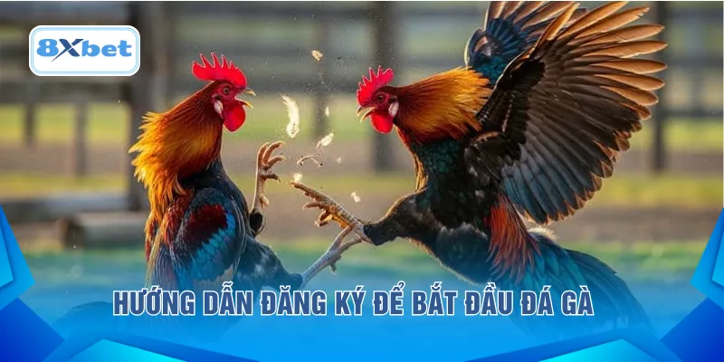 Hướng dẫn đăng ký để bắt đầu đá gà