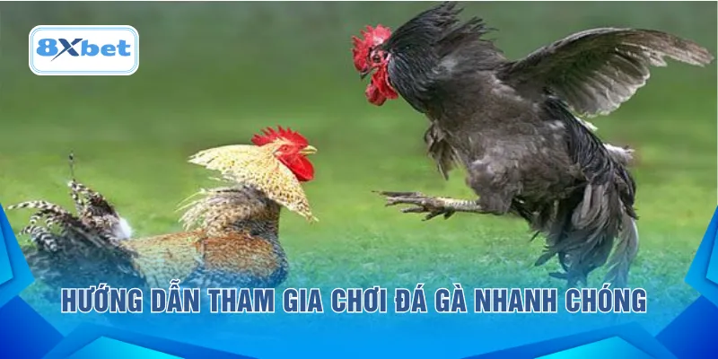 Hướng dẫn tham gia chơi đá gà nhanh chóng