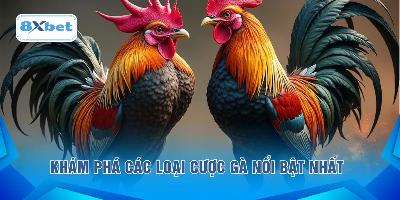 Khám phá các loại cược gà nổi bật nhất