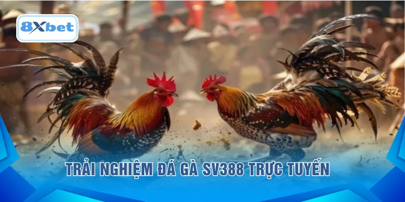 Trải nghiệm đá gà SV388 trực tuyến